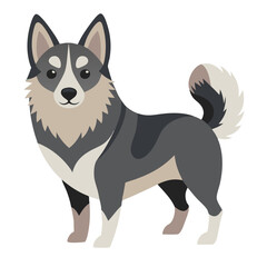 Fototapeta premium Swedish Vallhund dog on transparent background