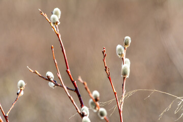Close-up of budding willow branches with soft, fuzzy catkins against a blurred background
