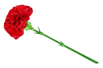 Rote Nelke  Hintergrund weiss   Cloves Flower