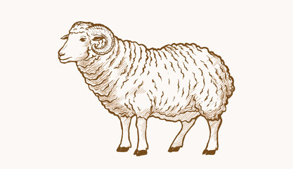 Vintage sketch hand drawing of sheep, rams, goat, lamb isolated vector design.
