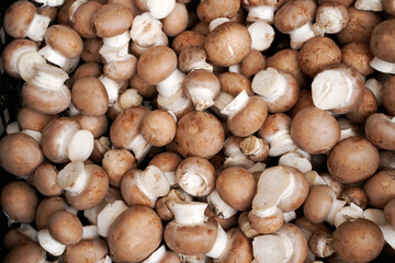 Royal brown champignon as background or food texture. An edible mushroom. 