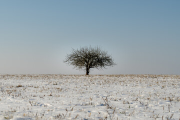 Minimalist Winter Landscape with a Lone Bare Tree
