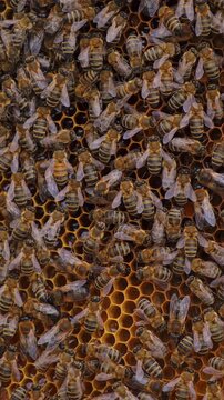 Many brown bees crowl and fly over honeyomb. Selective focus on many working insects. Apiculture concept. Vertical video