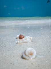 White seashells on Paje beach