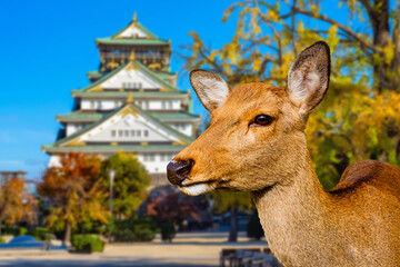 Young fawn in Japan. Japanese palace behind animal. Doe from Nara park. Japanese architecture....