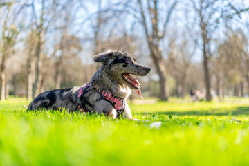 Fototapeta premium Australian Shepherd dog sitting on green grass in a park in summer.