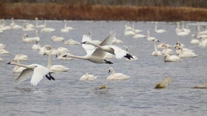 Swans swimming and flying over a tranquil lake.