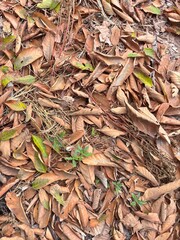 dry leaves