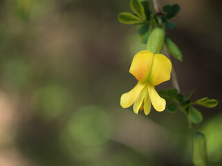 4月に咲いた黄色い群雀（ムレスズメ）の花