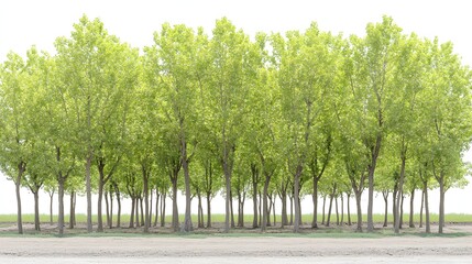 Fototapeta premium Lush Green Trees Forming a Serene Landscape Under Bright Summer Sky
