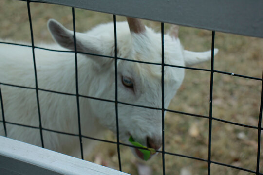goat in cage