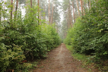 Obraz premium A path in the forest leads to a thicket