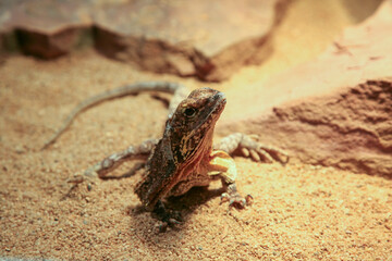 A lizard is on the sand. It is brown and has a long tail. The lizard is looking at the camera