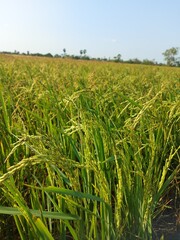 green rice field