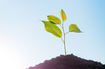 small tree sprout growing from the soil