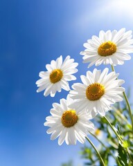 Bright daisies bloom under a clear blue sky, symbolizing beauty and renewal.
