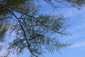 Himmel