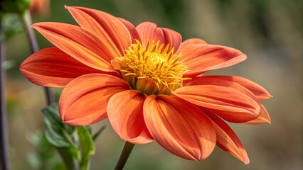 Radiant Dahlia: A vibrant orange dahlia, its petals gracefully unfurling to reveal a sunlit, golden center, offers a captivating glimpse into nature's artistry.