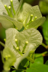 closeup of bougainvillea flower