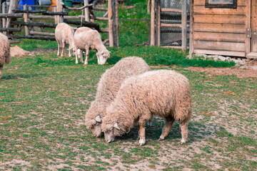 sheep pasture farming yard spring industrial agricultural country side concept animal theme