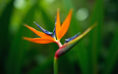 red and yellow tulip