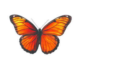 Vibrant orange butterfly with intricate wing patterns against a white background