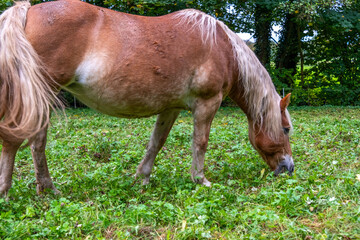 Beautiful brown Haflinger horse eating grass. Close-up, focus on horse's head and mane. Perfect for...