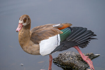 Egyptian geese Alopochen aegyptiaca , peaceful scene nature and wildlife in harmony, ornithology...