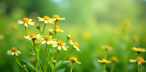 Cannabis flowers in a field with cream colored small wildflowers, wildflowers, botanical