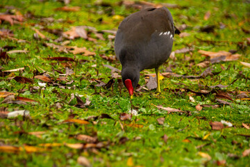Gallinula chloropus reed water duck, marsh duck, small pigeon-sized waterfowl black bird in natural habitat, ornithology, nature protection
