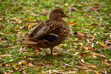 Anas platyrhynchos female duck, gliding across pond, depiction wildlife in motion, beauty waterfowl in natural habitat, nature protection