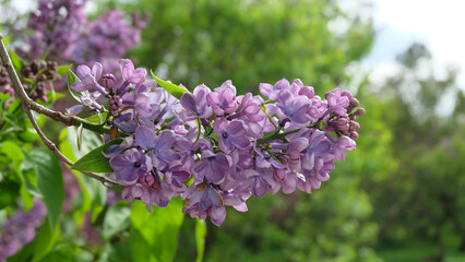 Obraz premium Branches of purple lilac in bloom against the background of greenery and lilac garden, selective focus, horizontal orientation