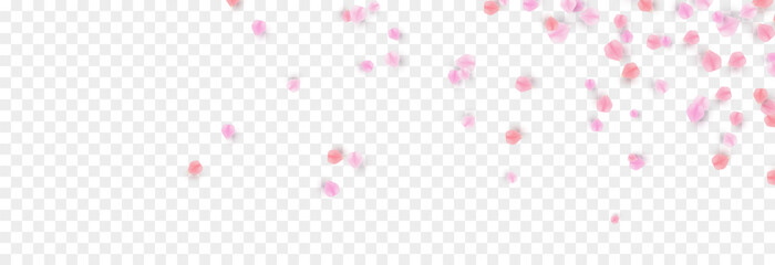 Vector falling petals png. Flying rose, sakura, or cherry blossom petals on a transparent background. Romantic background.