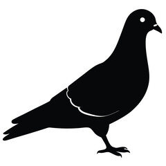 Pigeon vector shilhouette bundle Set Collection