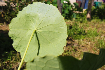 Natura