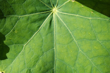 Natura