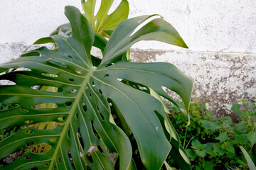 Natura