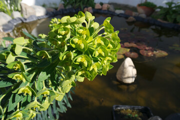 Natura