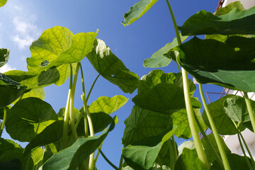 Natura