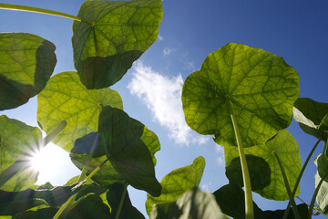 Natura