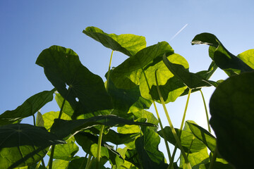 Natura