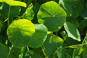 Natura