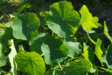 Natura