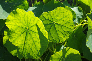 Natura