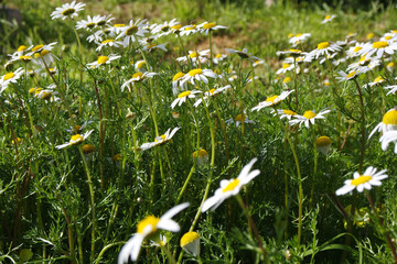 Natura