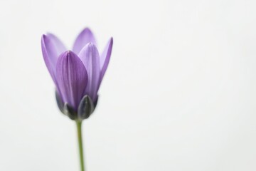 Fototapeta premium A Single Delicate Purple Bloom on a Soft White Background, a Botanical Study of Grace and Serenity