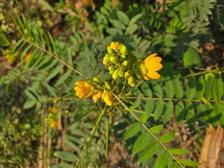 yellow flowers in the garden