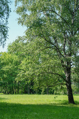 Springtime. Lawn and trees on a green background with a beautiful lawn. Spring in the city park. A large birch in green leaves. High quality photo