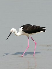 Obraz premium Elegant black winged stilt wading in shallow water with long pink legs and distinctive black wings, bird, wading bird
