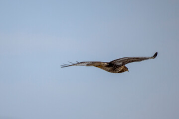 a hawk in flight over a field